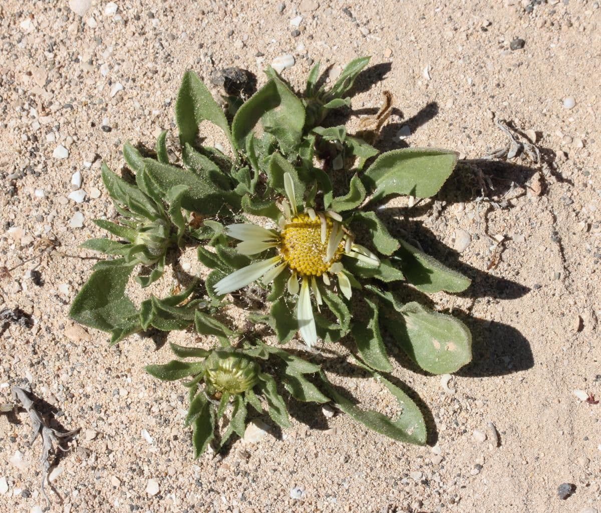 Asteriscus 10