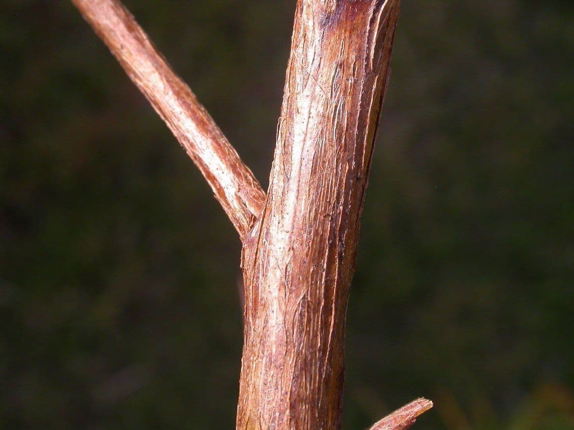 Ludwigia alternifolia 24