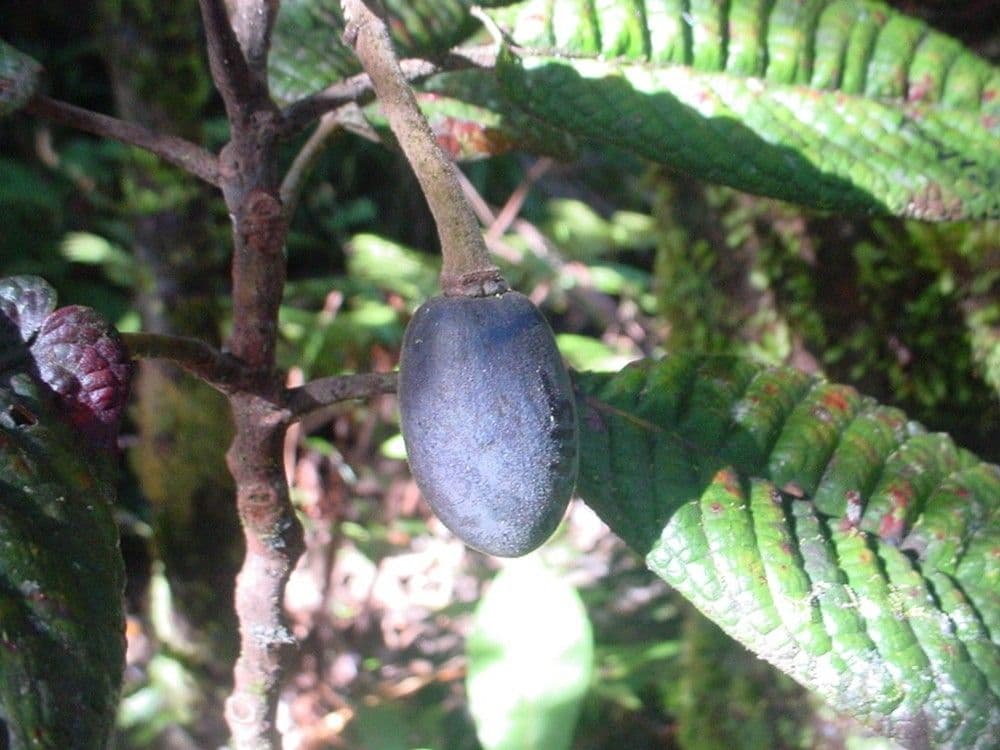 Elaeocarpus 5