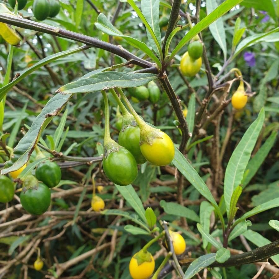 Solano laciniato 4