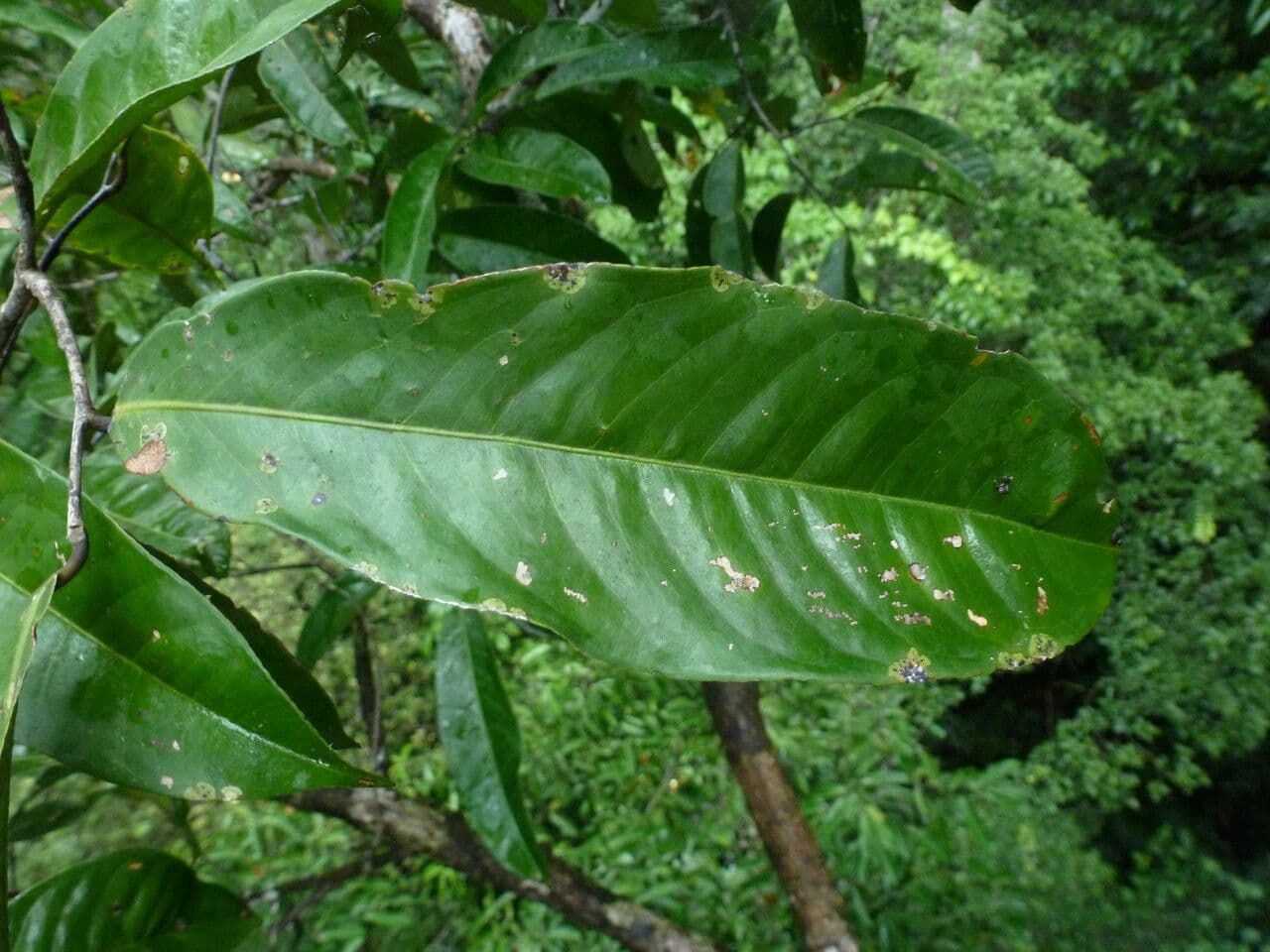 Eschweilera coriacea 10