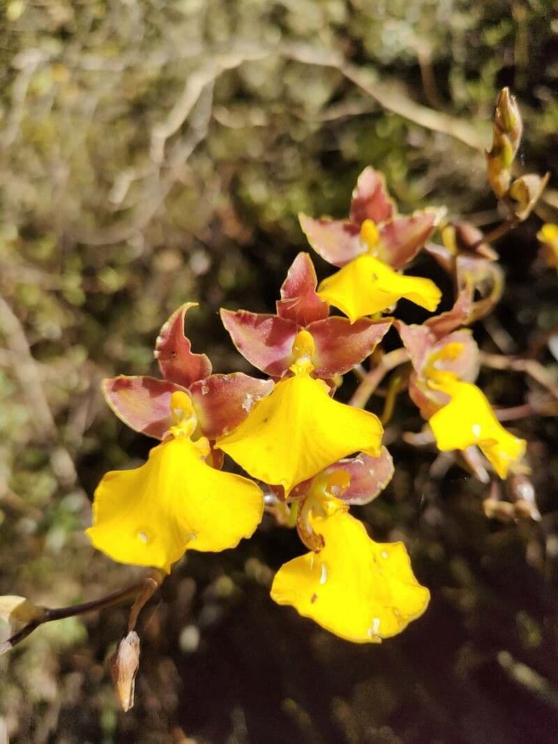 Cyrtochilum