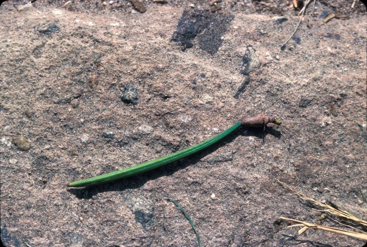 Ceriops 2