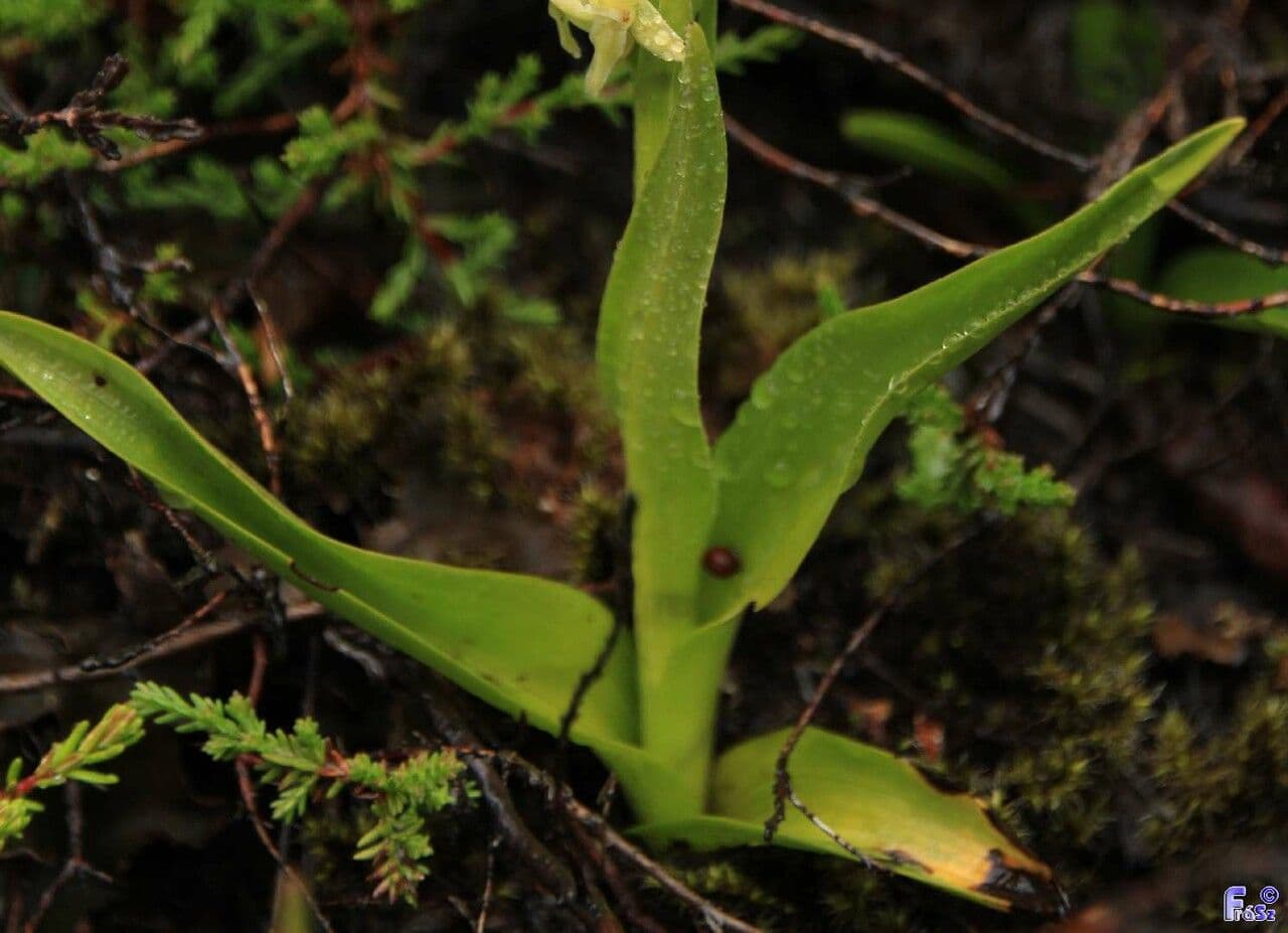 Platantera iperborea 11