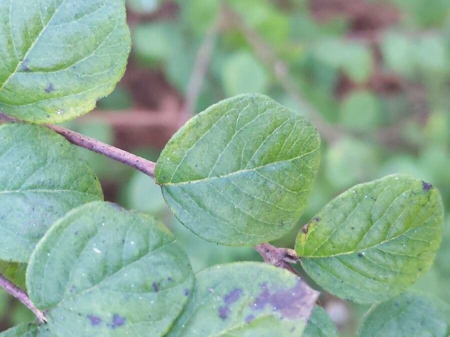 Sinfricarpo orbicolare 16