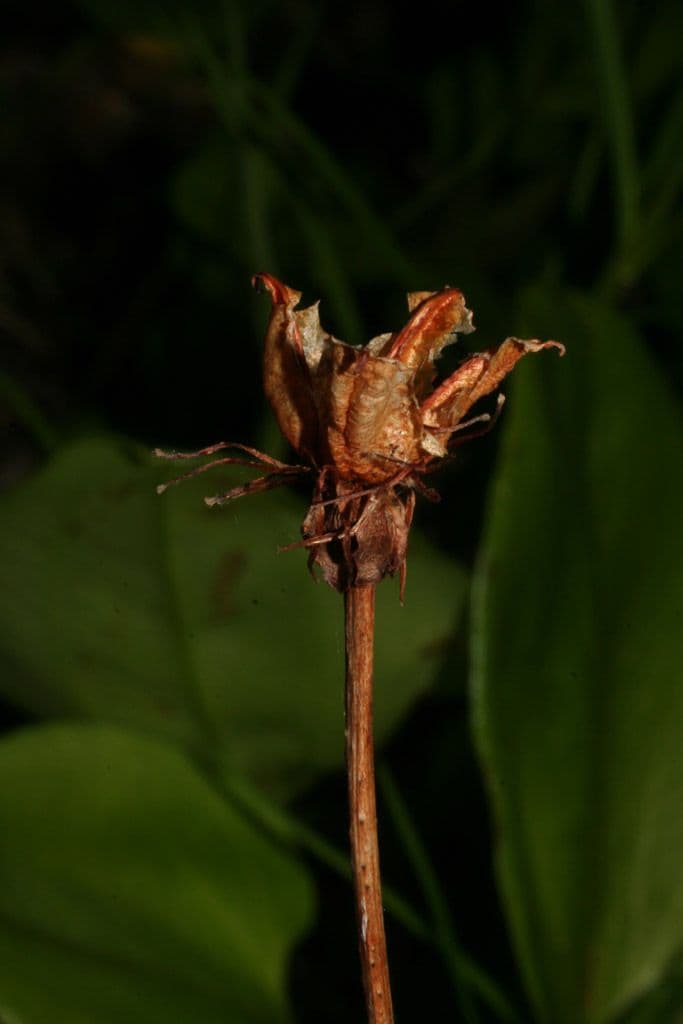 Xyris tennesseensis 5