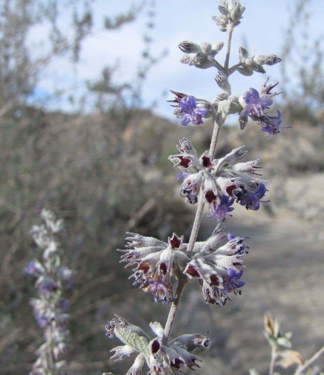 Lavanda del deserto 5