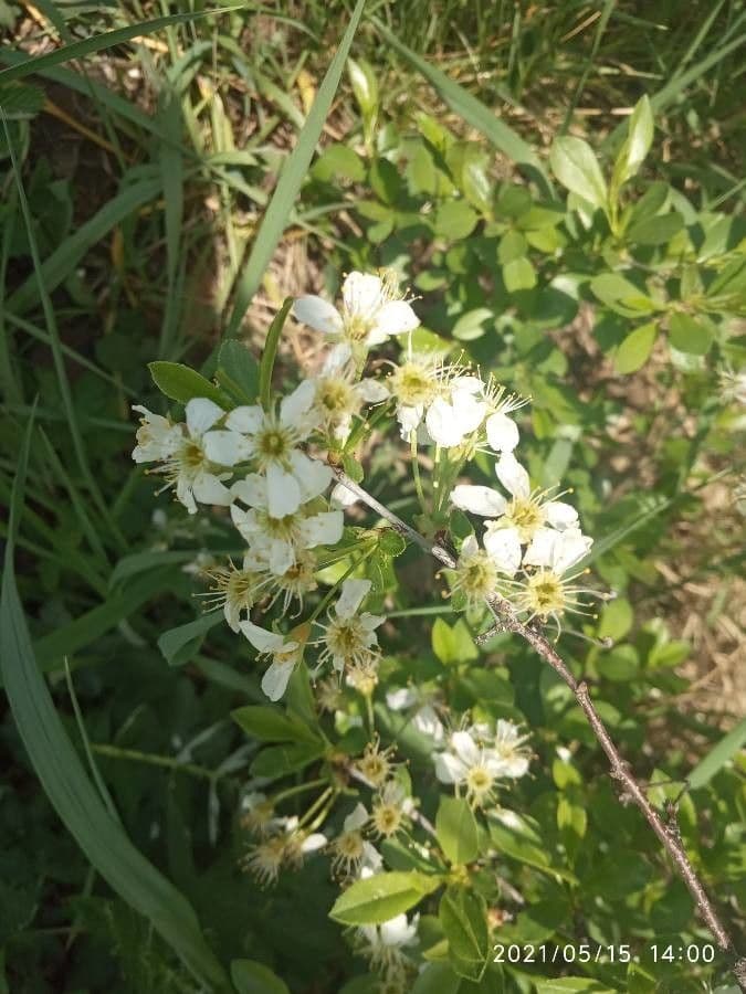 Ciliegio nano europeo 6