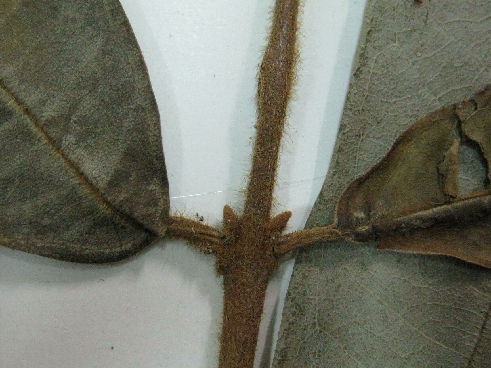 Erisma 2