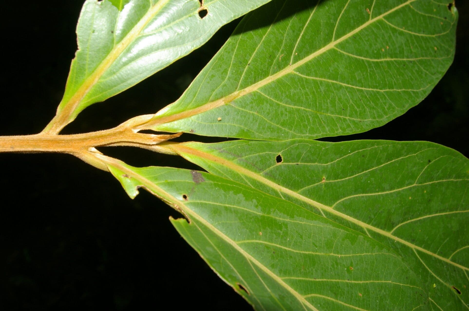 Ocotea 3