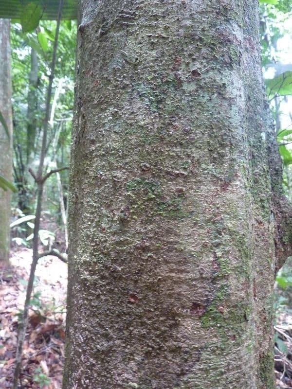 Tachigali 2