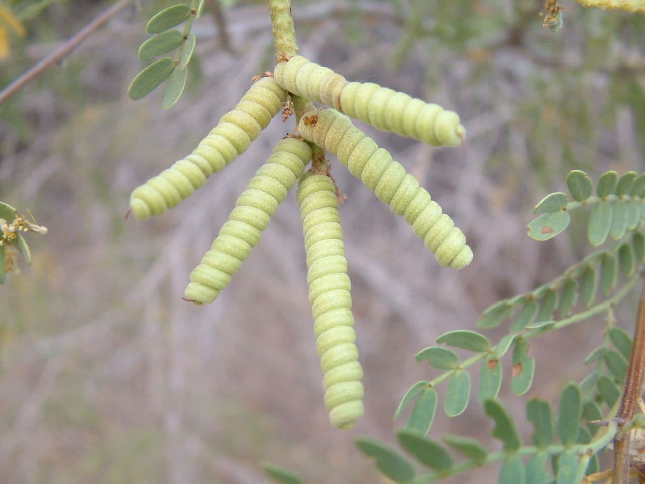 Kalternuss 7