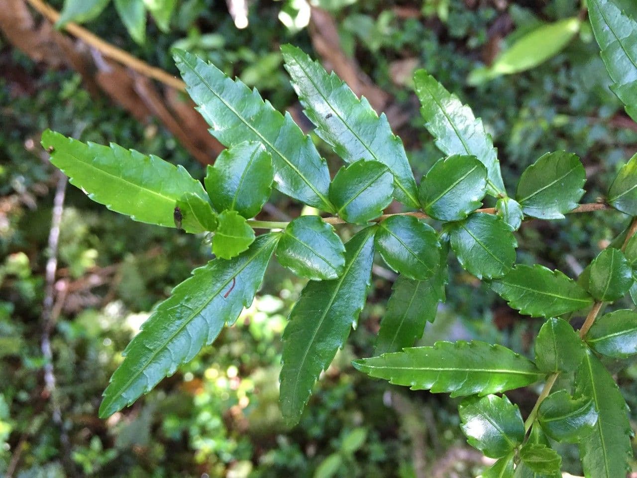 Azara 15