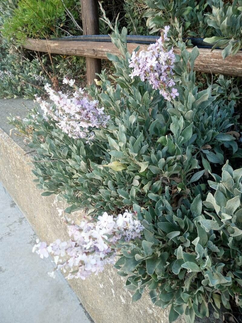 Limoniastrum monopetalum 15