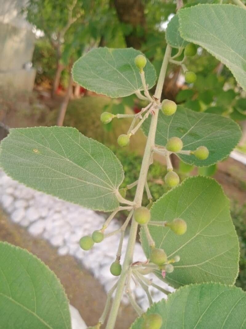 Grewia asiatica 4