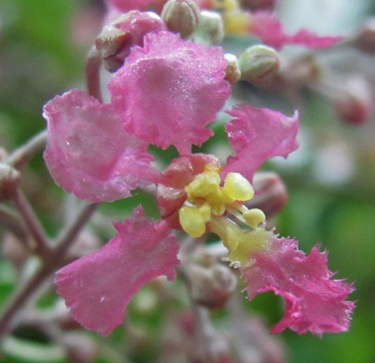 Banisteriopsis muricata 4
