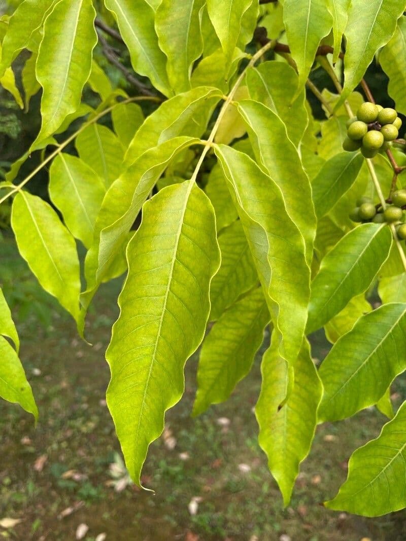 Phellodendron amurense 15