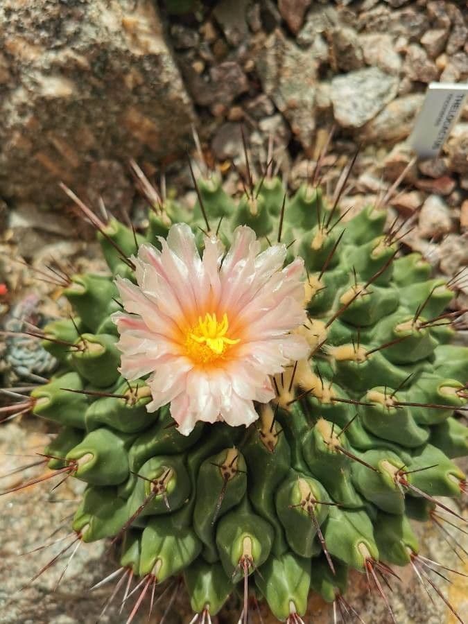 Thelocactus 2