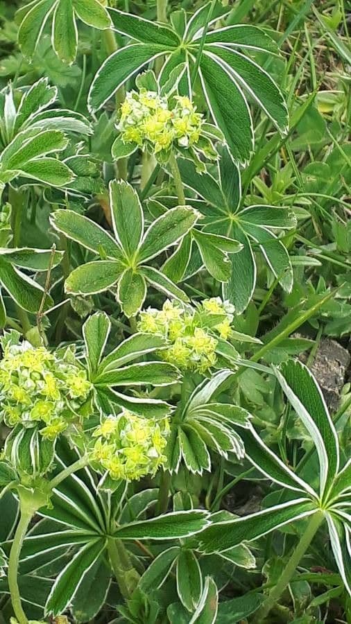 Erba stella 5