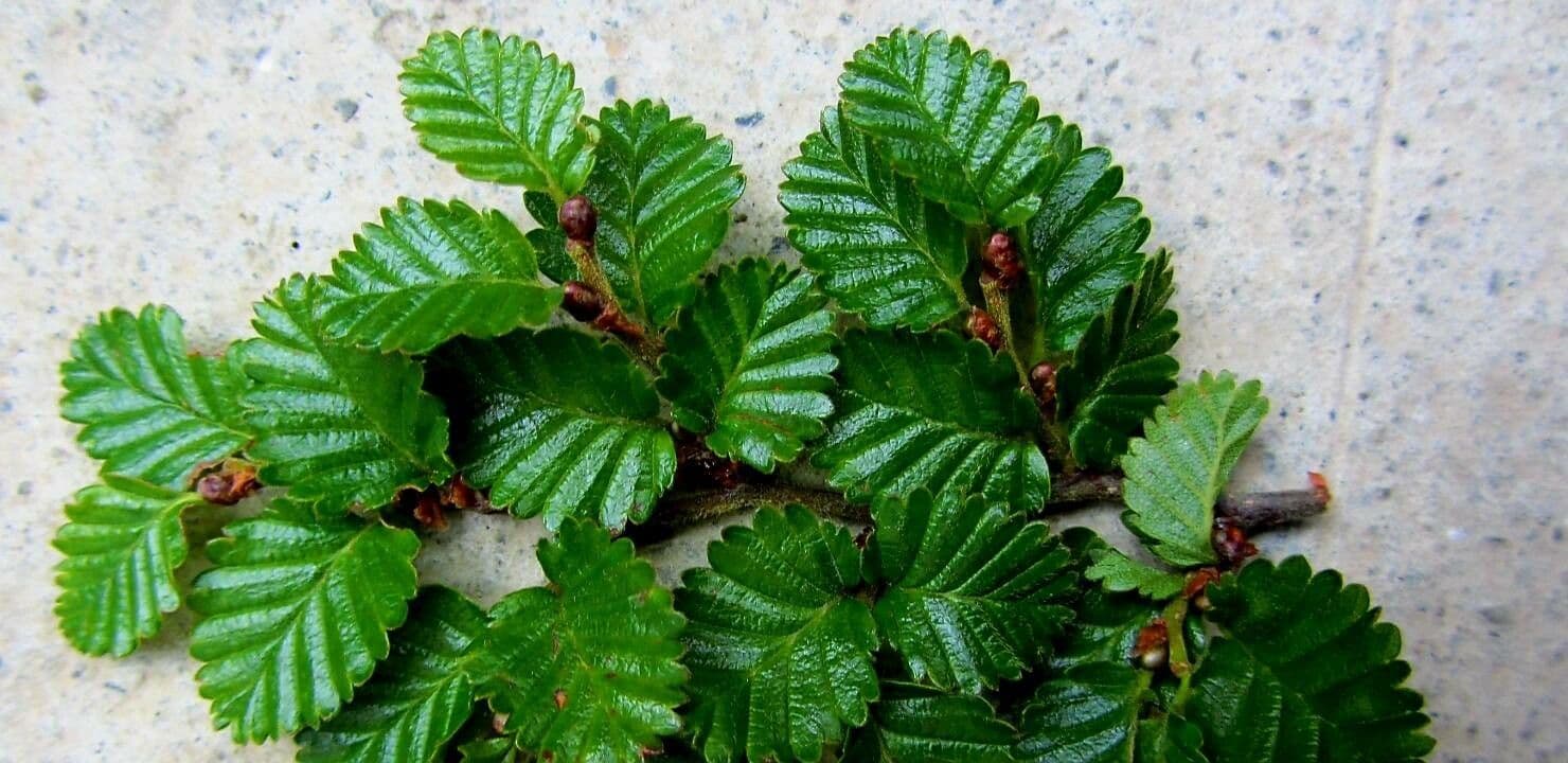 Nothofagus 10