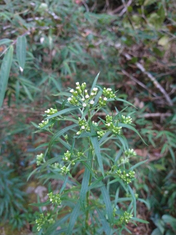 Baccharis 3