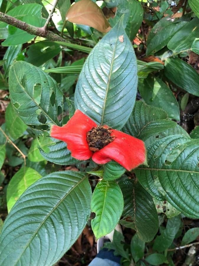 Palicourea tomentosa 7