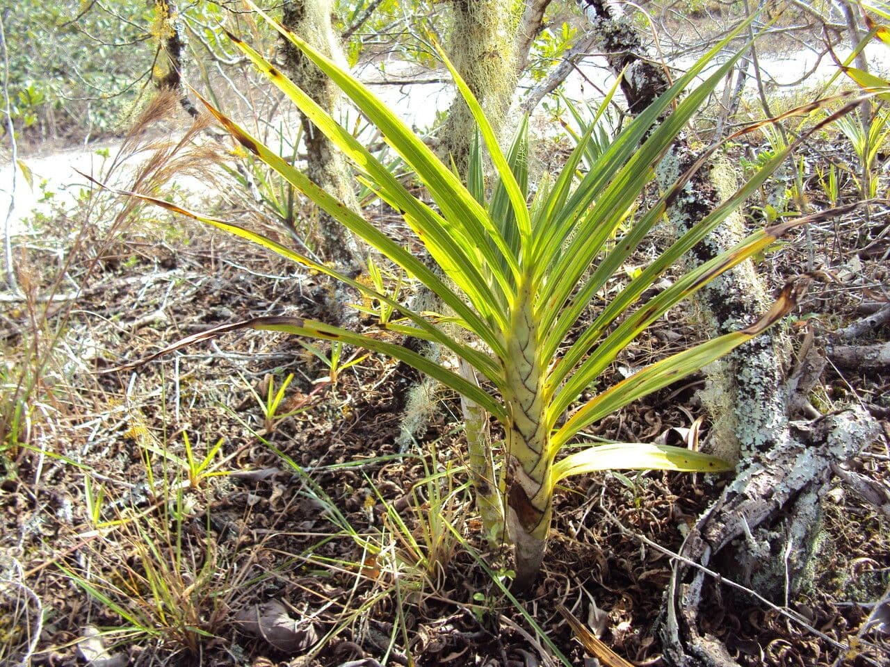 Cyrtopodium flavum 10