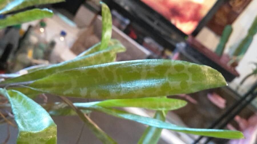 Crassula 3