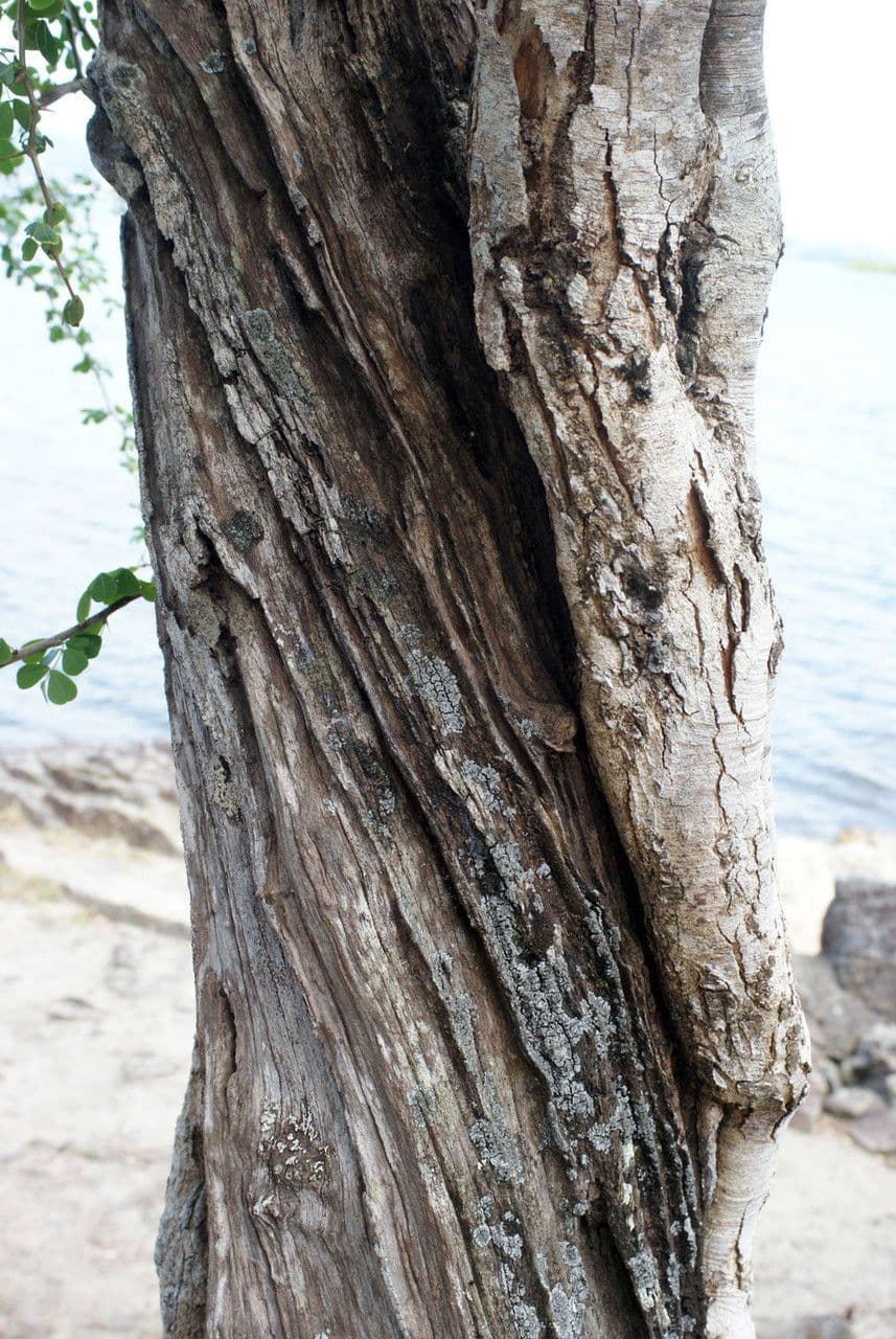 Bois de Campêche 23