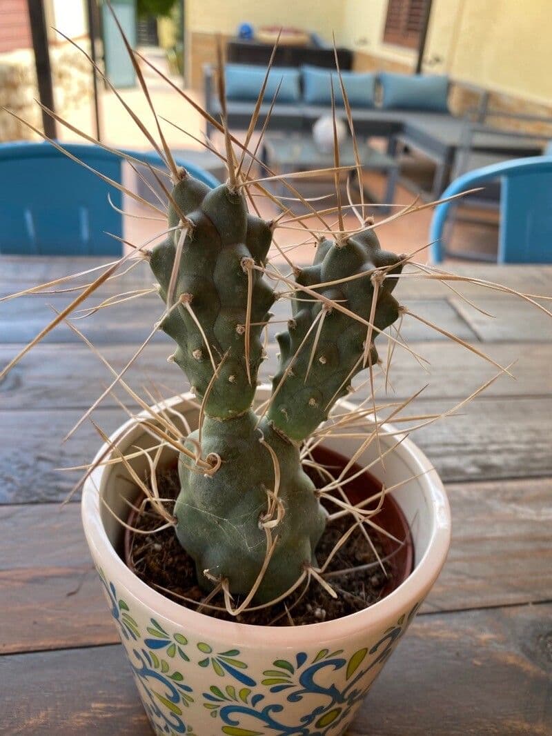Tephrocactus 8