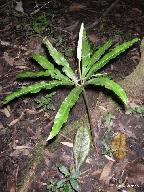 Helminthostachys 5