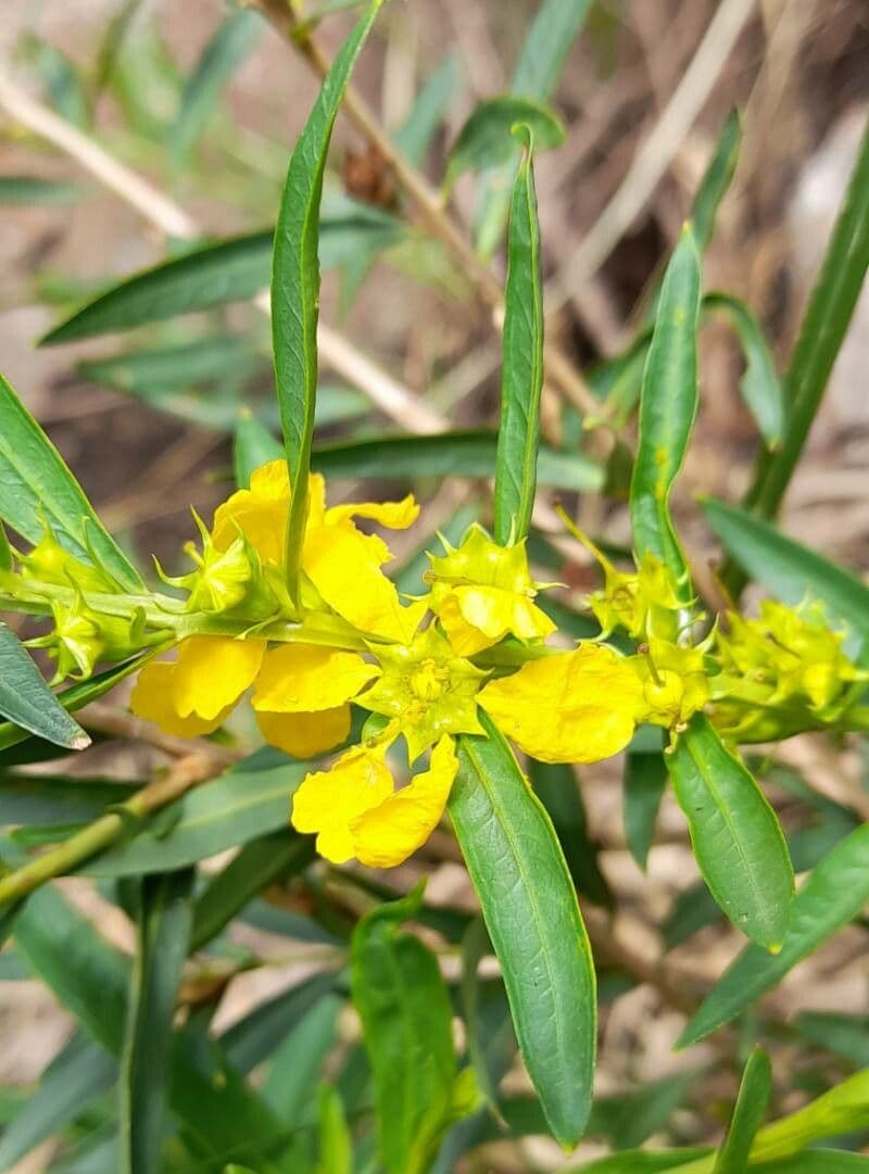 Heimia salicifolia 3