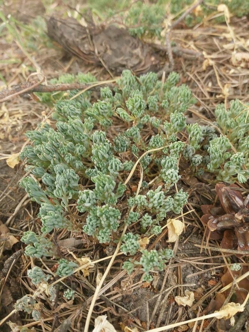 Sedum pálido 2