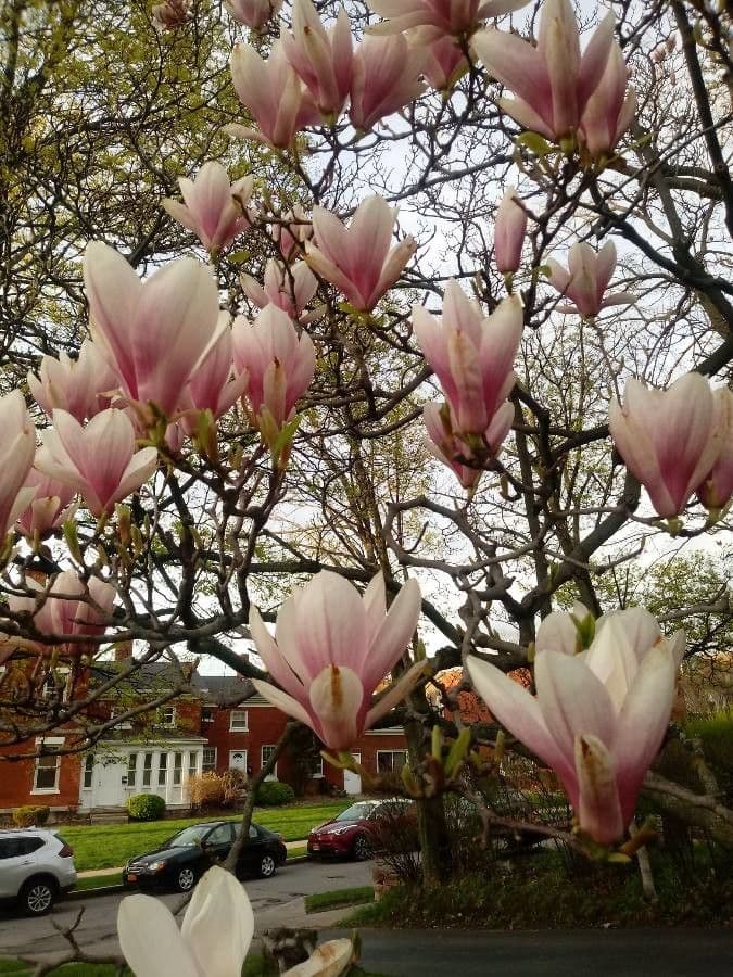 Soulanges-Magnolie 8