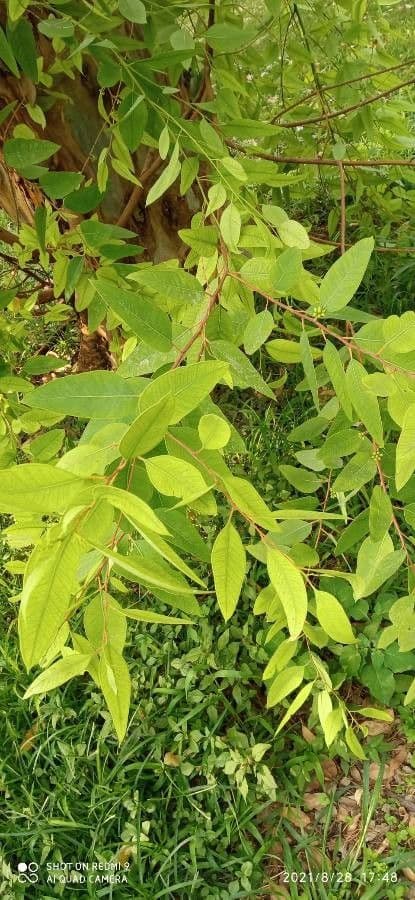 Eucalyptus 3