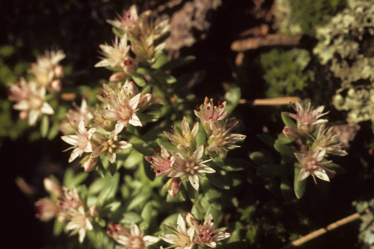 Sedum di Cockerell 2