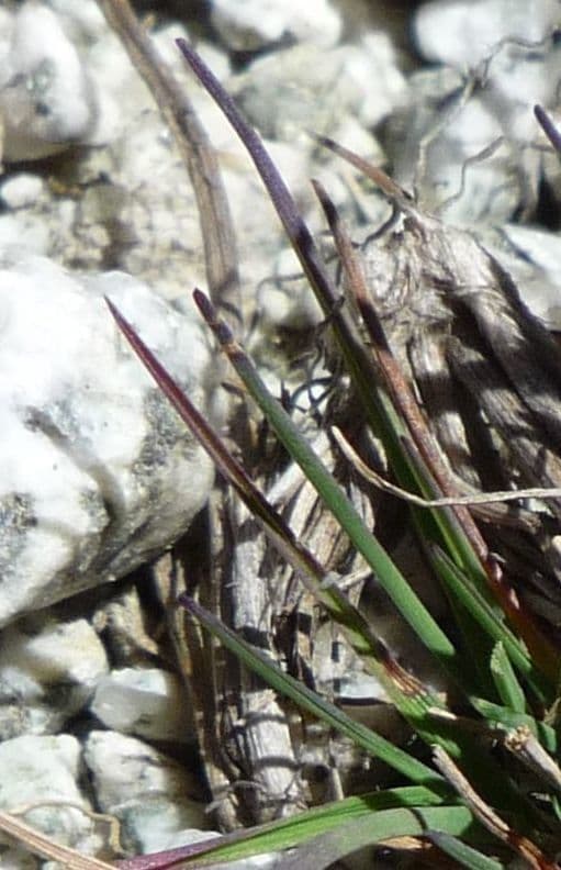 Agrostis 5