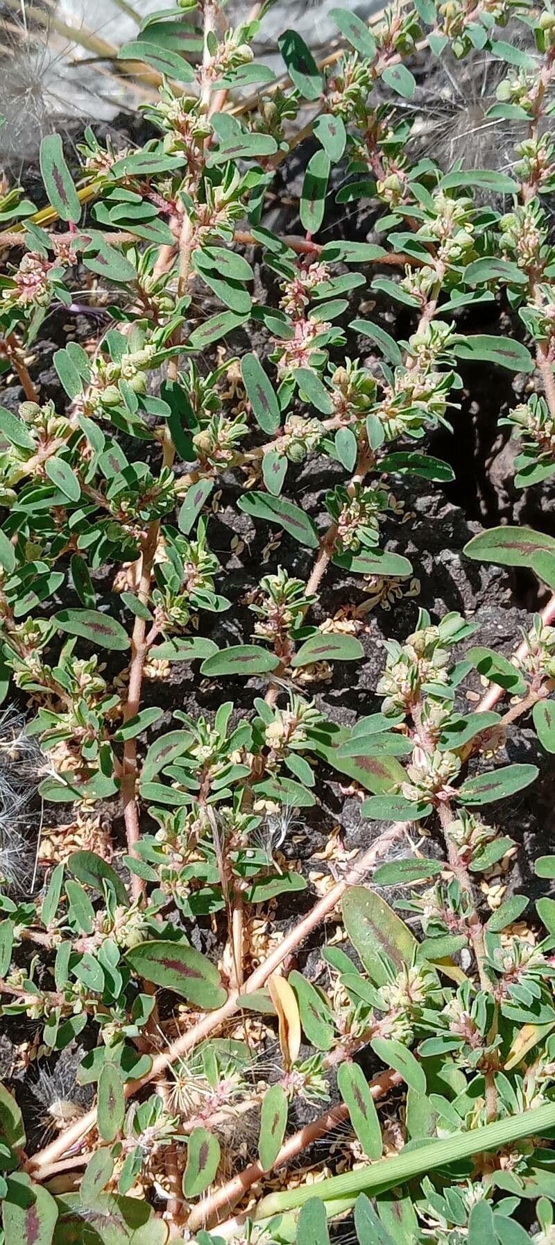 Euphorbe maculée 15