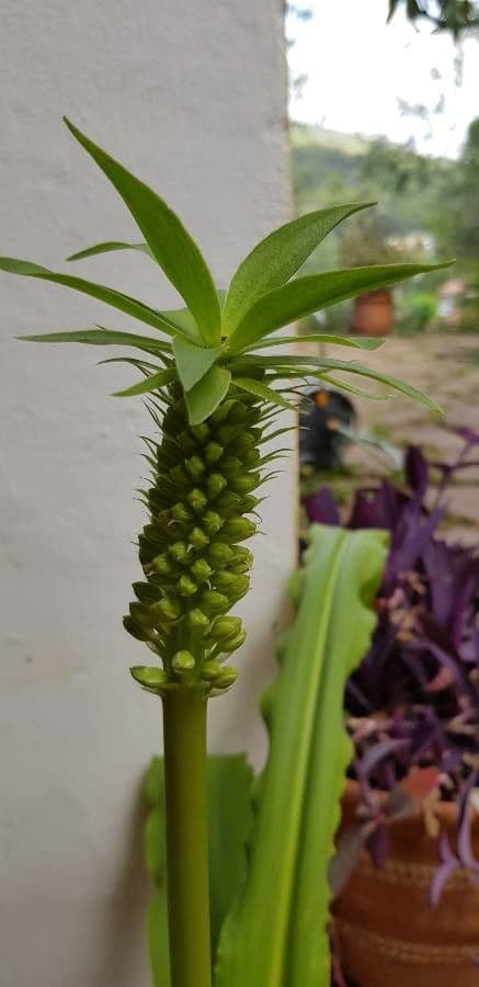 Eucomis 4