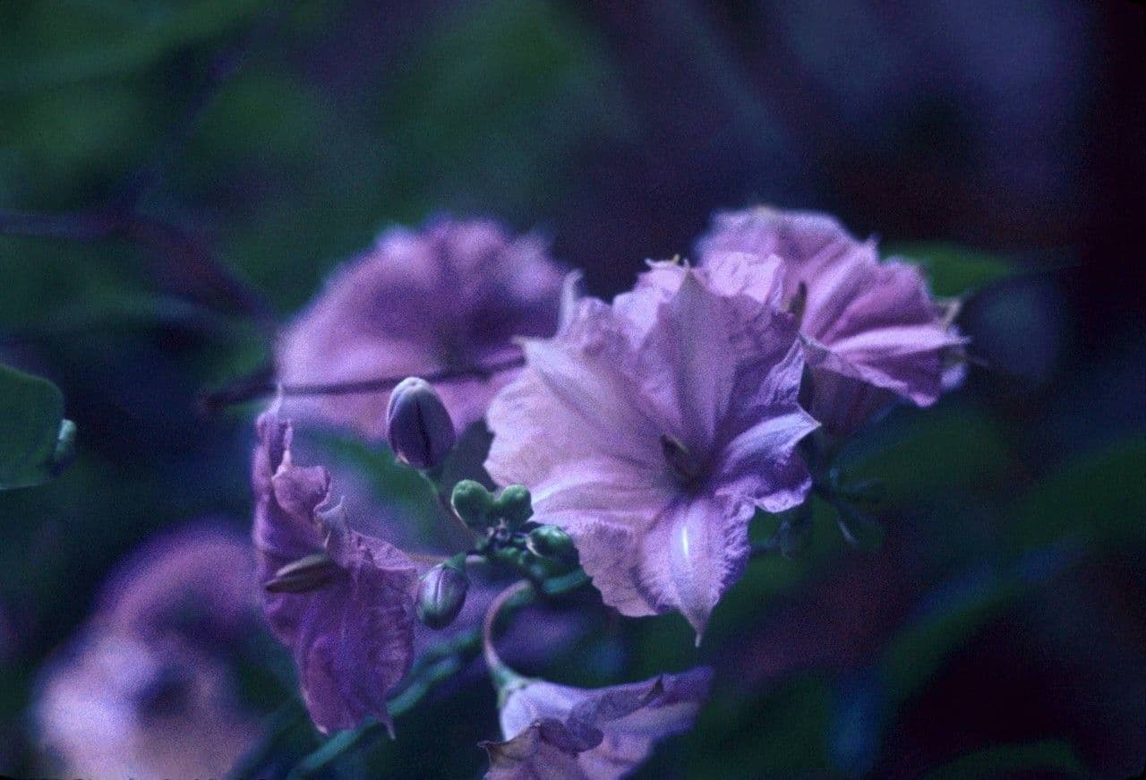 Solanum 8