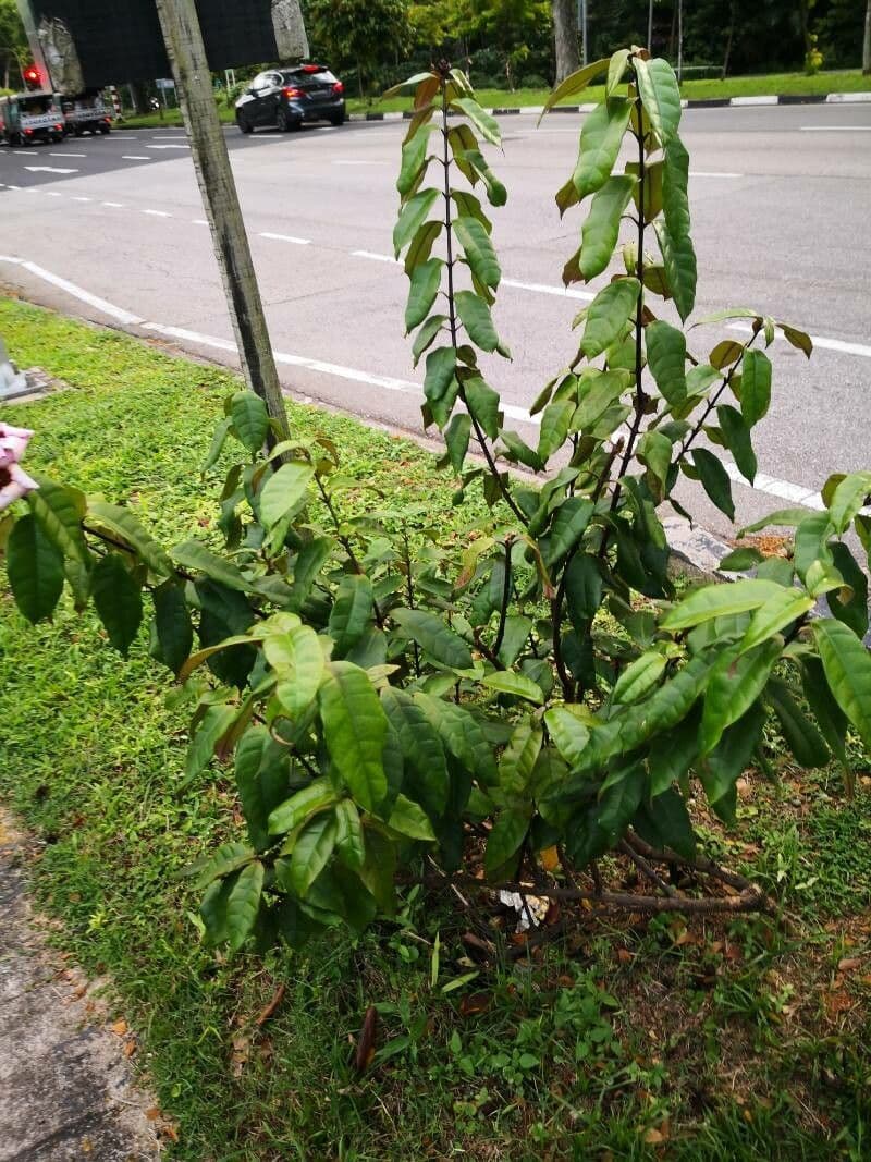 Strophanthus 7