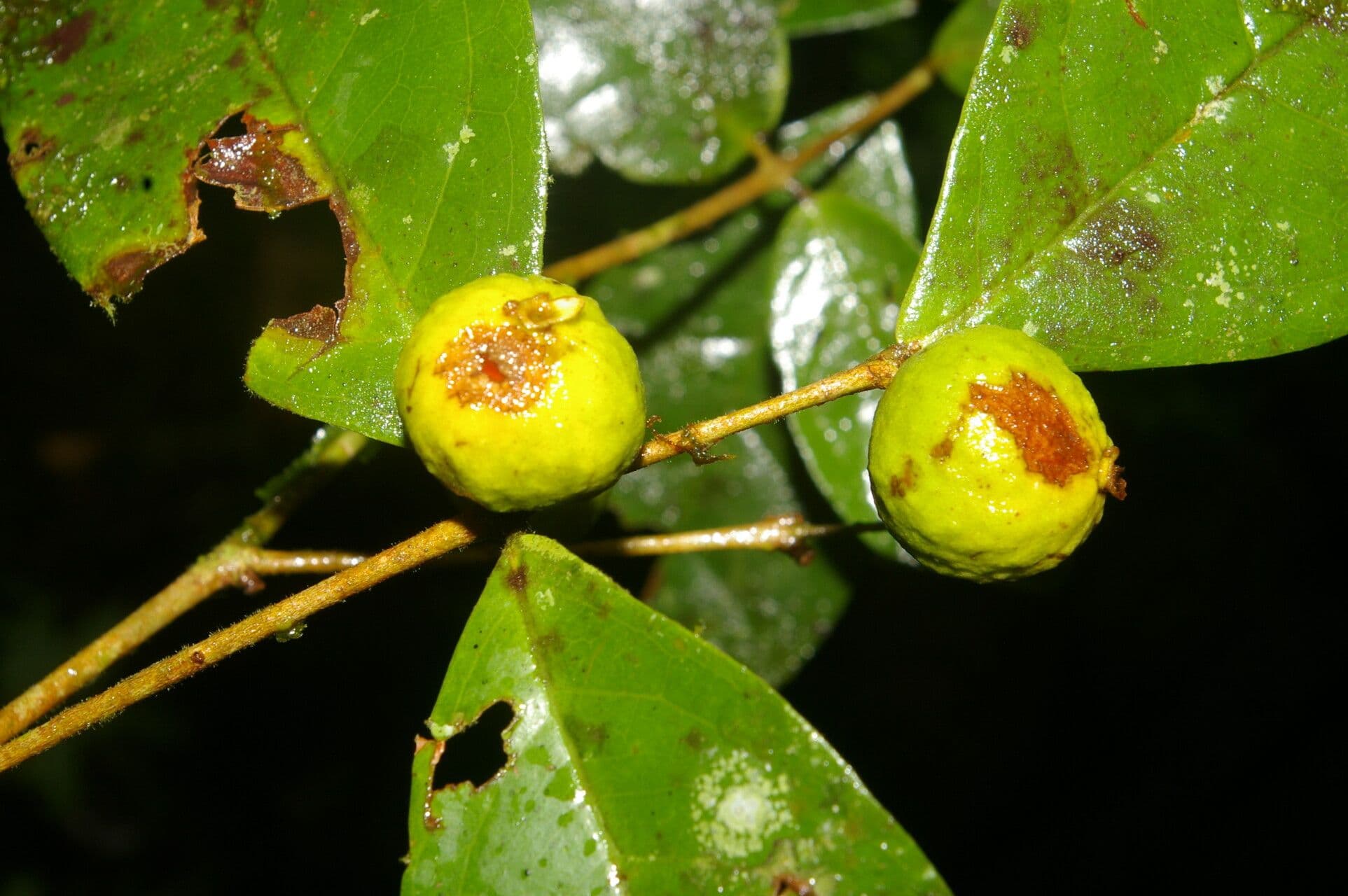 Eugenia
