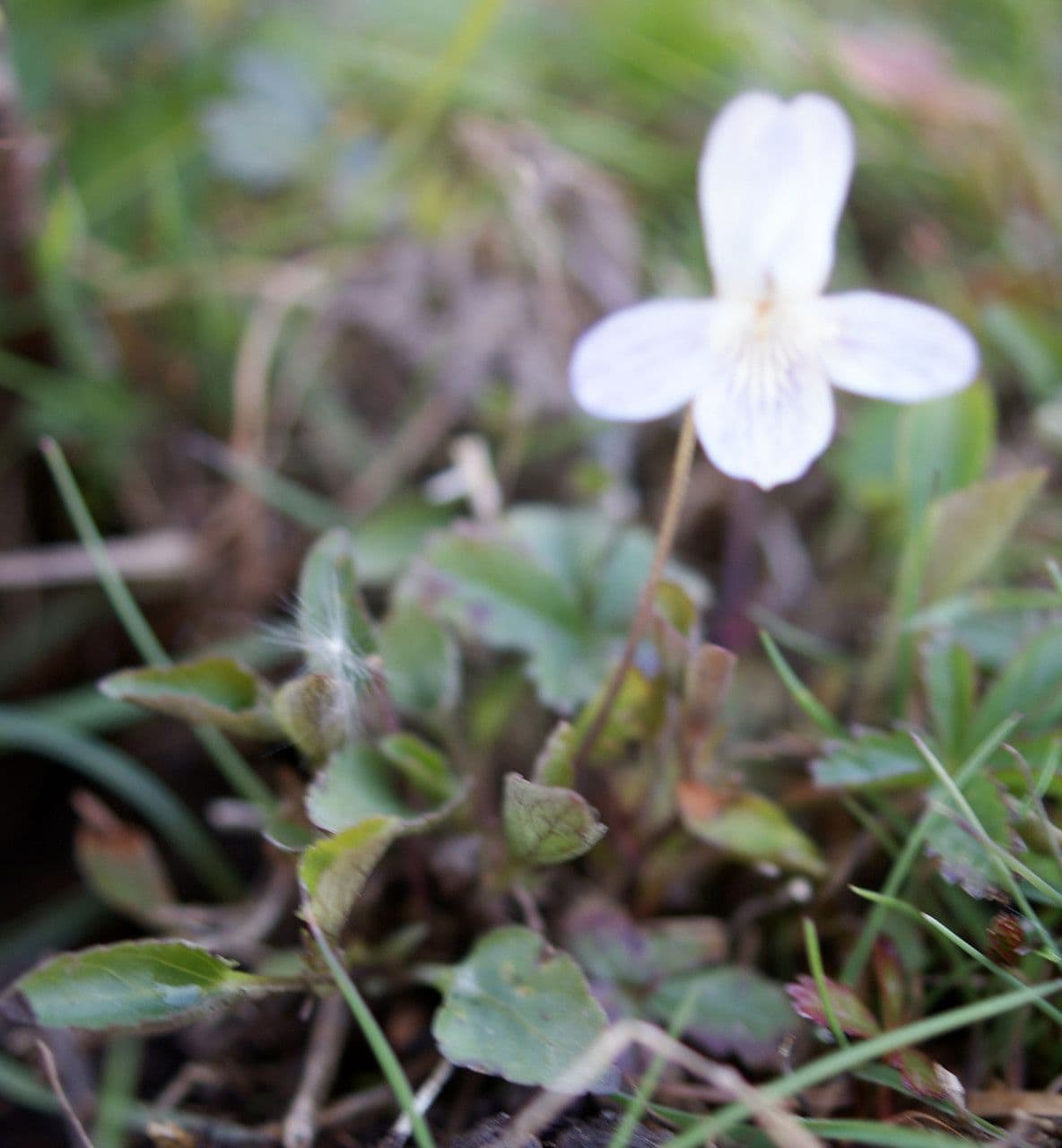 Viola pallida 9
