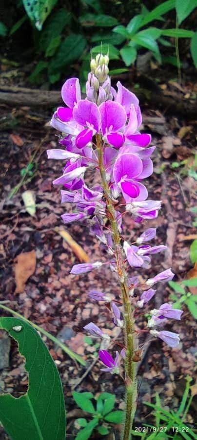Desmodium canadese 5