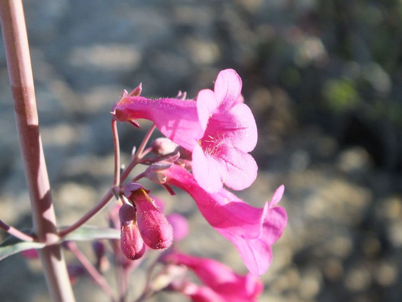 Penstemon di Parry 4