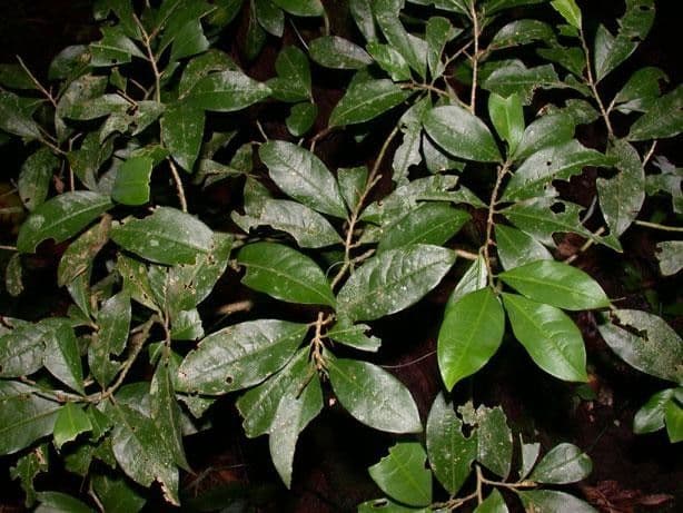 Erythroxylum 12