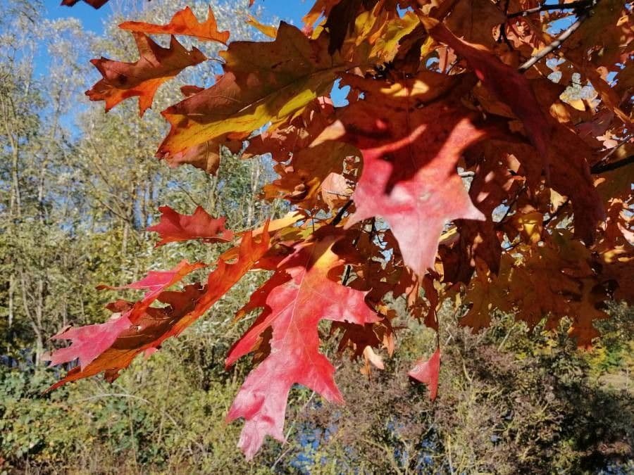 Rot-Eiche 19