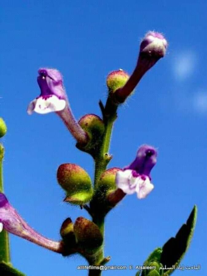 Scutellaria altissima 7