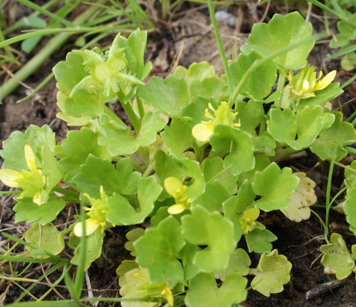 Ranunculus parviflorus 14
