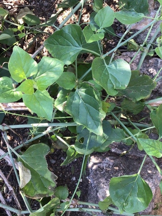 Boerhavia diffusa 17